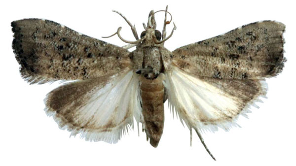 /filer/webapps/moths/media/images/C/conspersalis_Hyperlais_AF_BMNH.jpg