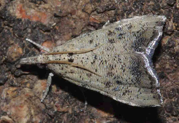 /filer/webapps/moths/media/images/C/conspersalis_Hyperlais_A_Agassiz.jpg