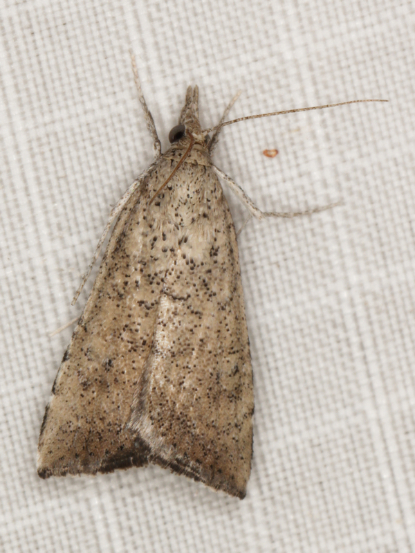 /filer/webapps/moths/media/images/C/conspersalis_Hyperlais_A_Heyns_01.jpg
