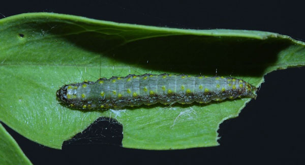 /filer/webapps/moths/media/images/C/conspersalis_Hyperlais_C_Agassiz.jpg