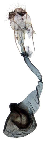 /filer/webapps/moths/media/images/C/conspersalis_Hyperlais_GF_BMNH.jpg