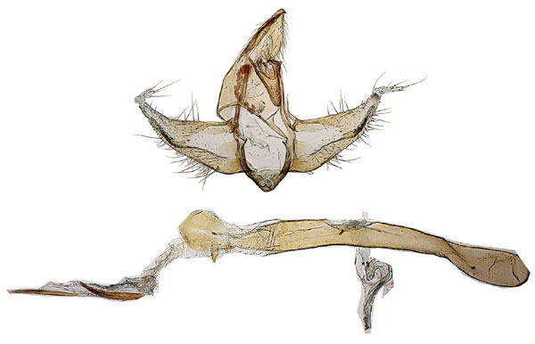 /filer/webapps/moths/media/images/C/conspersalis_Hyperlais_GM_BMNH.jpg