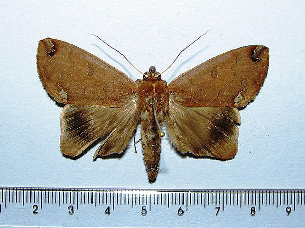 /filer/webapps/moths/media/images/C/conspicienda_Ophiusa_A_Goff_01.jpg