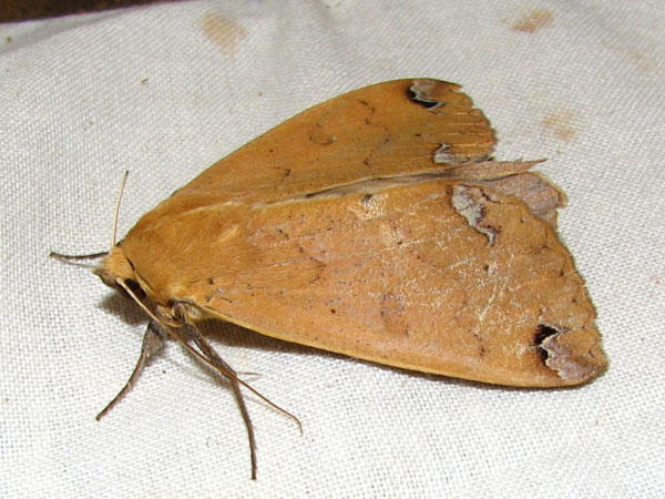 /filer/webapps/moths/media/images/C/conspicienda_Ophiusa_A_Goff_02.jpg