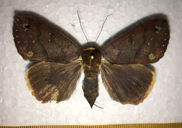 /filer/webapps/moths/media/images/C/conspicienda_Ophiusa_A_Leonidov_01.jpg