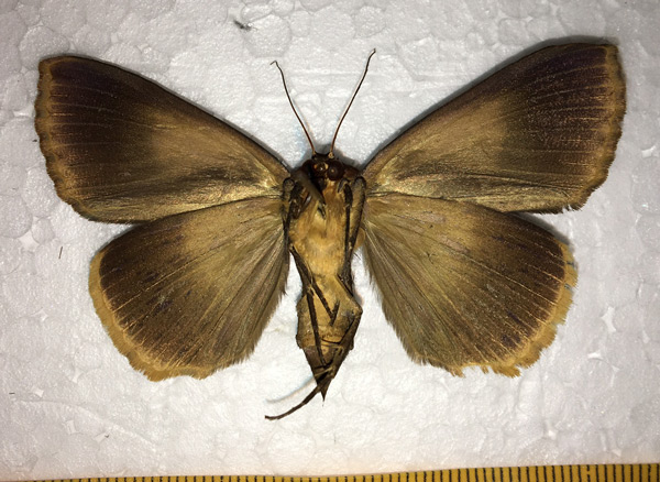 /filer/webapps/moths/media/images/C/conspicienda_Ophiusa_A_Leonidov_02.jpg