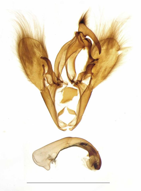 /filer/webapps/moths/media/images/C/conspicienda_Stenopis_GM_Legrain_4021.jpg
