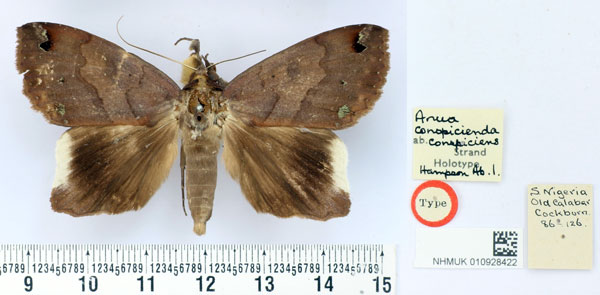 /filer/webapps/moths/media/images/C/conspiciens_Anua_HT_BMNH.jpg