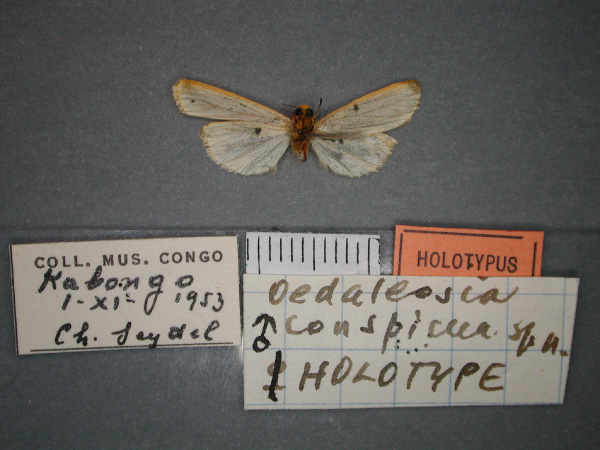 /filer/webapps/moths/media/images/C/conspicua_Caripodia_HT_RMCA_02.jpg