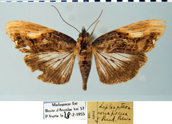 /filer/webapps/moths/media/images/C/conspicua_Lophoptera_PT_MSNM.jpg