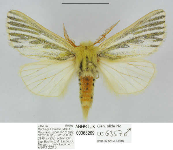 /filer/webapps/moths/media/images/C/conspicuana_Antheua_HT_ANHRT.jpg