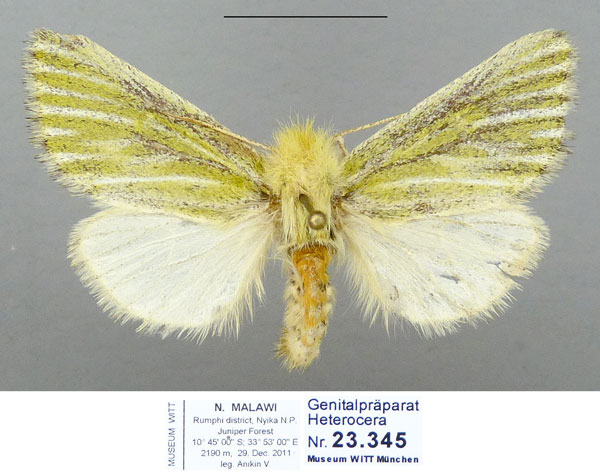 /filer/webapps/moths/media/images/C/conspicuana_Antheua_PTF_MWM.jpg