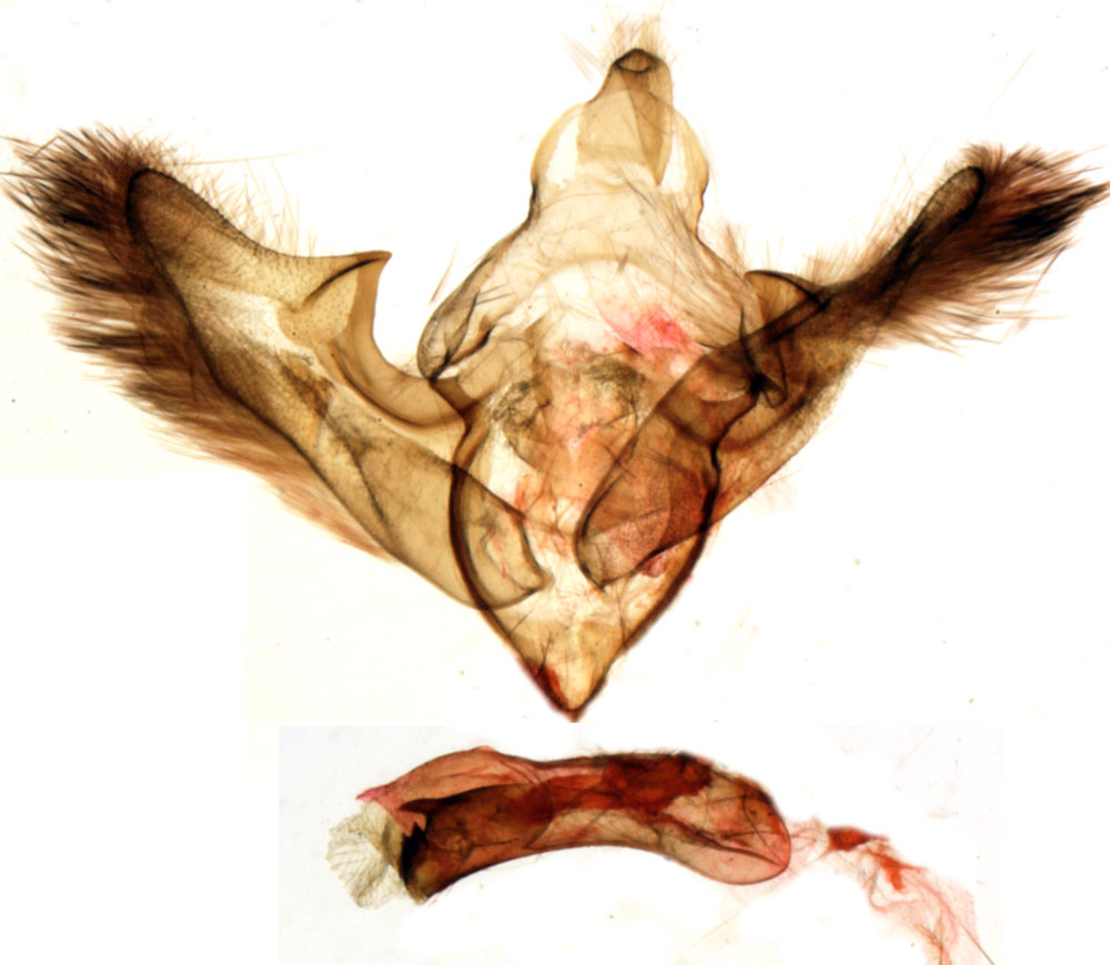 /filer/webapps/moths/media/images/C/constantini_Sciomesa_GMHT_MNHN_BL1250.jpg