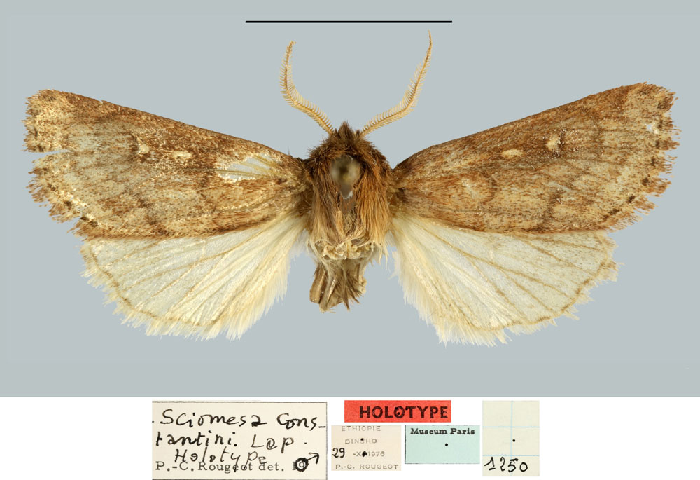 /filer/webapps/moths/media/images/C/constantini_Sciomesa_HT_MNHN.jpg