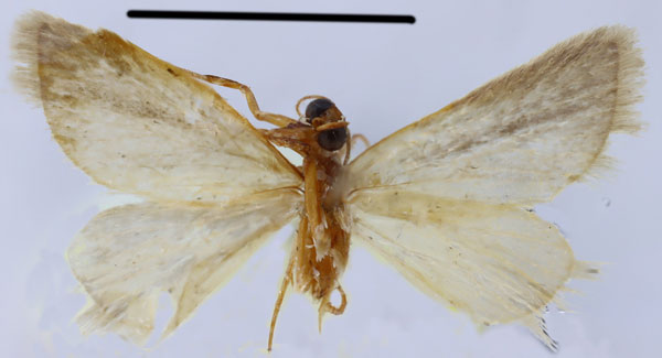 /filer/webapps/moths/media/images/C/constricta_Eublemma_HT_Seizmairb.jpg