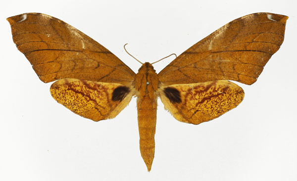 /filer/webapps/moths/media/images/C/constrigilis_Platysphinx_AF_Basquin.jpg