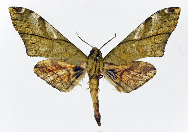 /filer/webapps/moths/media/images/C/constrigilis_Platysphinx_AM_Basquin.jpg