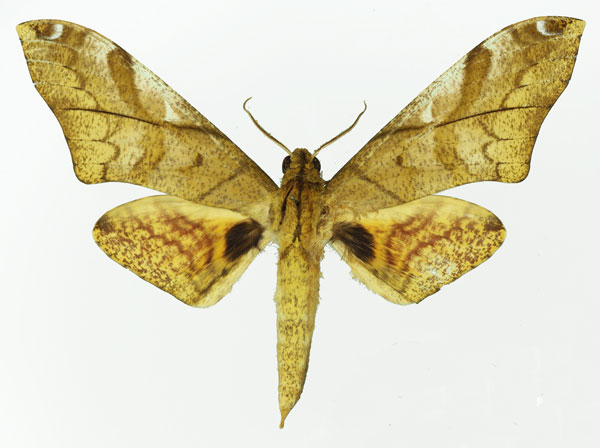 /filer/webapps/moths/media/images/C/constrigilis_Platysphinx_AM_Basquin_01.jpg