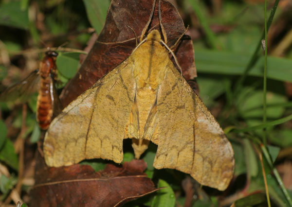 /filer/webapps/moths/media/images/C/constrigilis_Platysphinx_A_Jorpeland.jpg