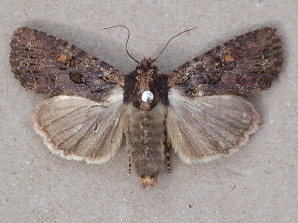 /filer/webapps/moths/media/images/C/consummata_Feliniopsis_A_Butler.jpg