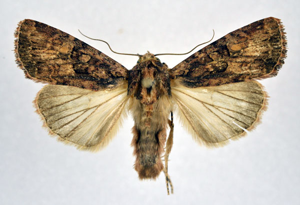/filer/webapps/moths/media/images/C/consummata_Feliniopsis_A_NHMO.jpg