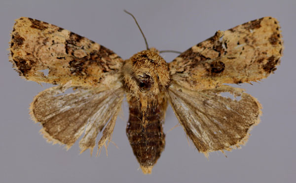 /filer/webapps/moths/media/images/C/consummata_Feliniopsis_A_RMCA_01.jpg