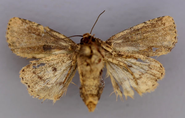 /filer/webapps/moths/media/images/C/consummata_Feliniopsis_A_RMCA_02.jpg