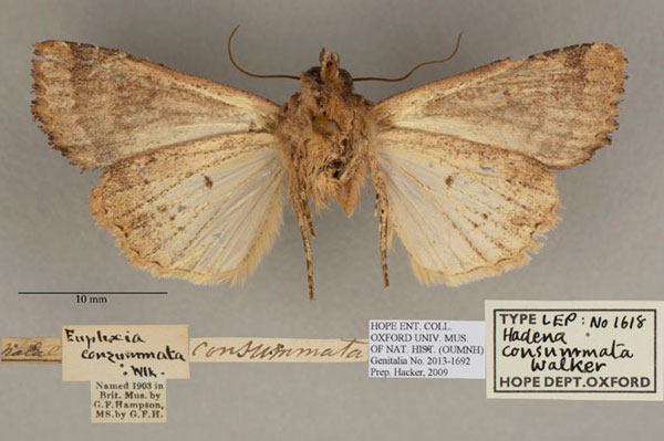 /filer/webapps/moths/media/images/C/consummata_Hadena_HT_OUMNH_02.jpg