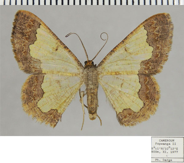 /filer/webapps/moths/media/images/C/consummata_Zamarada_AF_ZSM.jpg