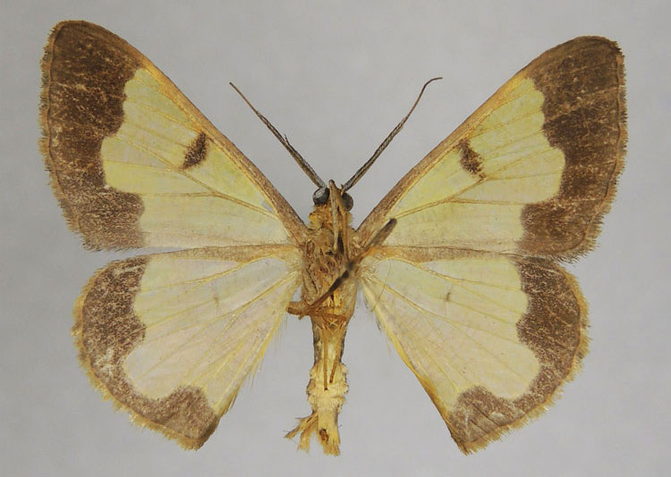 /filer/webapps/moths/media/images/C/consummata_Zamarada_PTM_ZSMb.jpg
