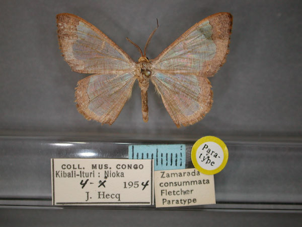 /filer/webapps/moths/media/images/C/consummata_Zamarada_PT_RMCA_01.jpg