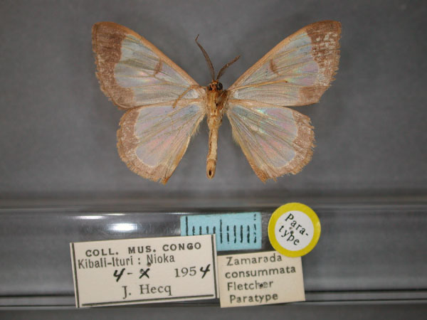 /filer/webapps/moths/media/images/C/consummata_Zamarada_PT_RMCA_02.jpg
