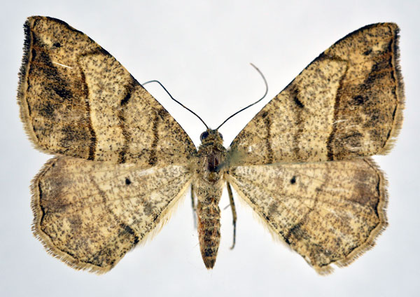 /filer/webapps/moths/media/images/C/contaminata_Chiasmia_AF_NHMO.jpg