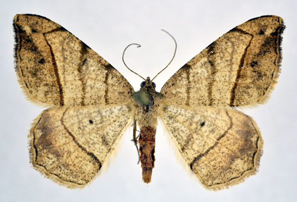 /filer/webapps/moths/media/images/C/contaminata_Chiasmia_AM_NHMO.jpg