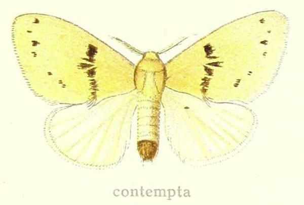 /filer/webapps/moths/media/images/C/contemptor_Euproctis_STM_Hering_28c.jpg