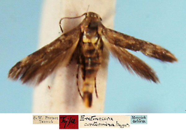 /filer/webapps/moths/media/images/C/contermina_Eretmocera_HT_SAMC_dRgJFgf.jpg