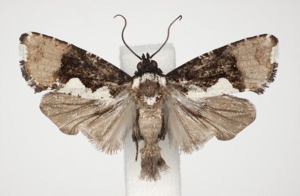 /filer/webapps/moths/media/images/C/continentalis_Dracontogena_AM_KSund_01.jpg