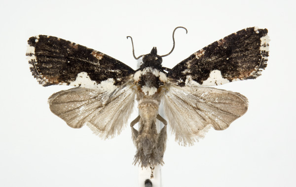 /filer/webapps/moths/media/images/C/continentalis_Dracontogena_AM_KSund_02.jpg