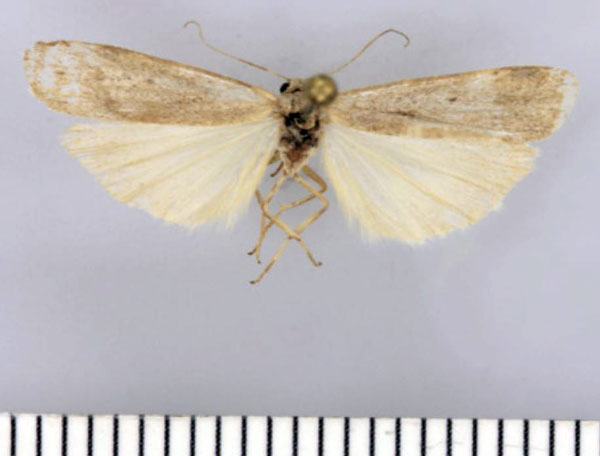 /filer/webapps/moths/media/images/C/continentalis_Entephrilema_AF_TMSA.jpg