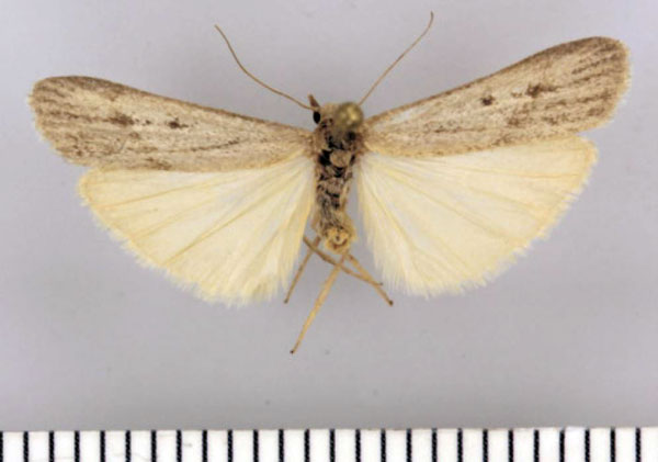 /filer/webapps/moths/media/images/C/continentalis_Entephrilema_AM_TMSA.jpg