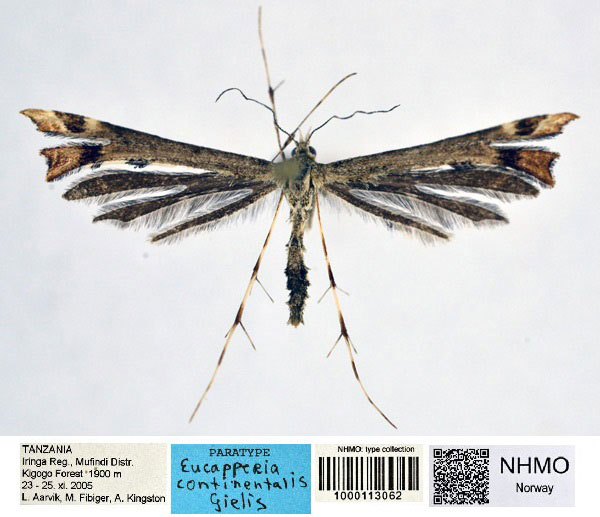 /filer/webapps/moths/media/images/C/continentalis_Eucapperia_PT_NHMO_q9pCgO5.jpg
