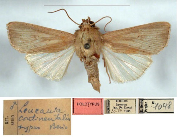 /filer/webapps/moths/media/images/C/continentalis_Leucania_HT_MSNM.jpg