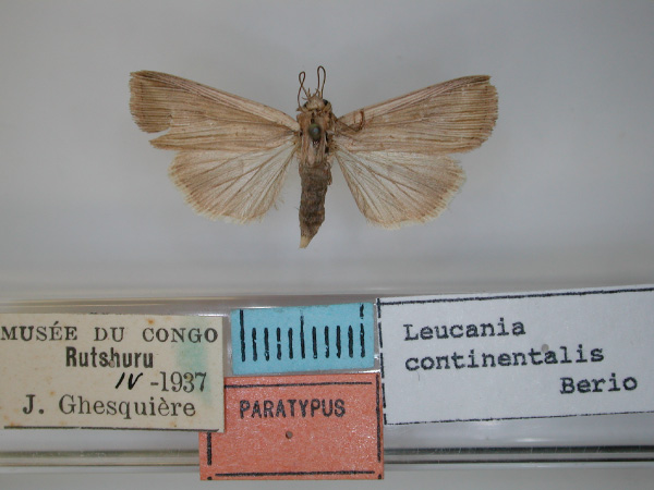 /filer/webapps/moths/media/images/C/continentalis_Leucania_PT_RMCA.jpg