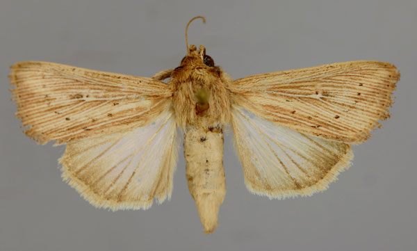 /filer/webapps/moths/media/images/C/continentalis_Leucania_PT_RMCA_01.jpg