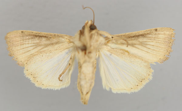 /filer/webapps/moths/media/images/C/continentalis_Leucania_PT_RMCA_02.jpg