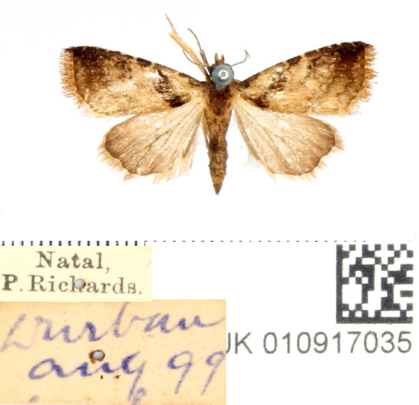 /filer/webapps/moths/media/images/C/continentalis_Rivula_AM_BMNH.jpg
