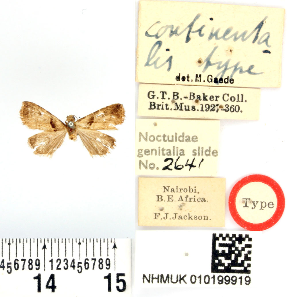 /filer/webapps/moths/media/images/C/continentalis_Rivula_HT_BMNH.jpg