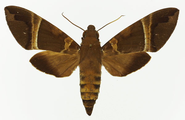 /filer/webapps/moths/media/images/C/continentis_Nephele_AF_Basquin.jpg