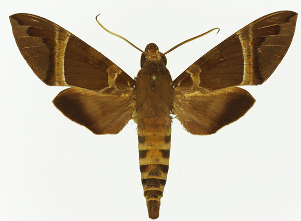/filer/webapps/moths/media/images/C/continentis_Nephele_AM_Basquin_02.jpg