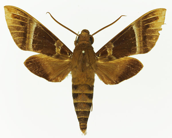 /filer/webapps/moths/media/images/C/continentis_Nephele_AM_Basquin_04.jpg